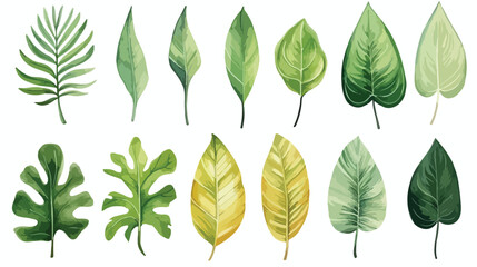 Watercolor set of tropical leaves. freehand draw car - obrazy, fototapety, plakaty