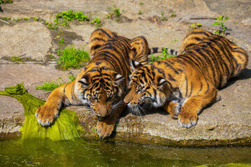 critically endangered Sumatran tiger