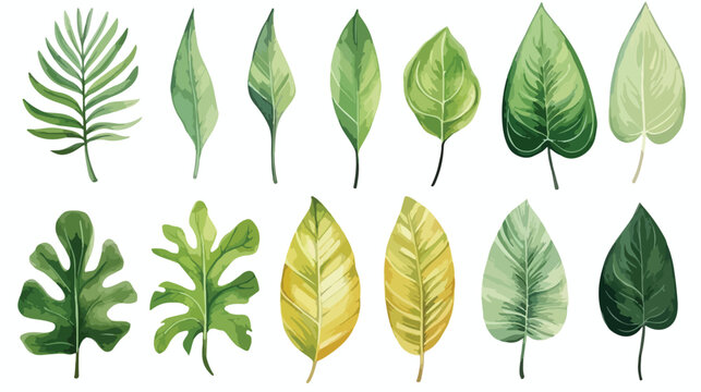 Watercolor set of tropical leaves. freehand draw car © Mishi