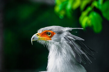 secretary bird (Sagittarius serpentarius)large of prey.