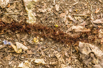 Top view of termite trails on ground.