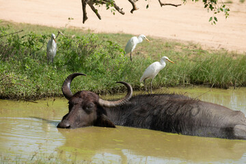 Asiatic water buffalo resting in cool water