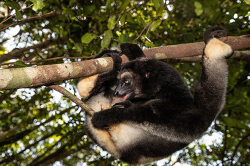Lemur Indri indri, babakoto largest lemur from Madagascar
