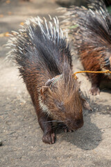 Malayan porcupine, Large porcupine