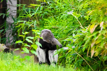 Myrmecophaga tridactyla, Giant anteater