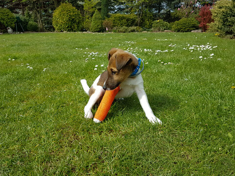 Smooth fox terrier with broken leg in plaster