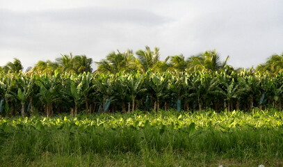 banana orchard in tropical farmland, guadeloupe. Tropical agricultural landscape