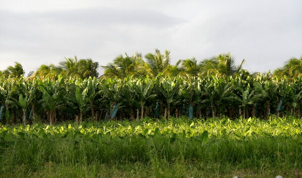 banana orchard in tropical farmland, guadeloupe. Tropical agricultural landscape in Basse Terre, West indies. 