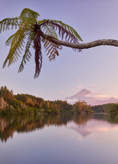 Baumfarn, Lake Mangamahoe, Mount Taranaki, Nordinsel, Neuseeland, Ozeanien