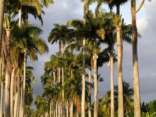 lines of cuban royal palm trees in allee dumanoir, capesterre belle eau, guadeloupe