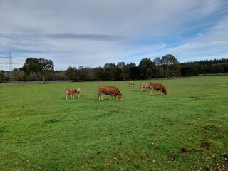 Vacas en un prado de Galicia