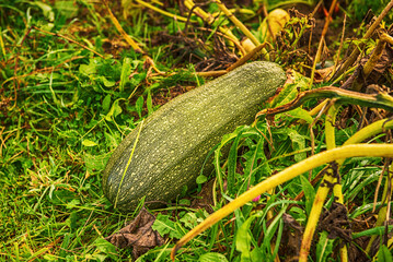 Green zucchini in the field. - 753242507