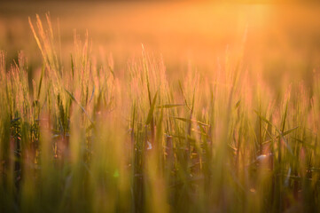 Fototapeta premium Ears of barley at sunset.