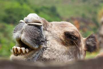 View of the teeth of a dromedary. Arabian camel. Camelus dromedarius.