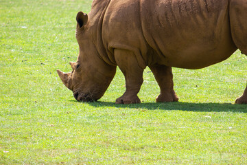 Close-up of a white rhinoceros, an endangered species, grazing in an animal reserve. Ceratotherium simun.