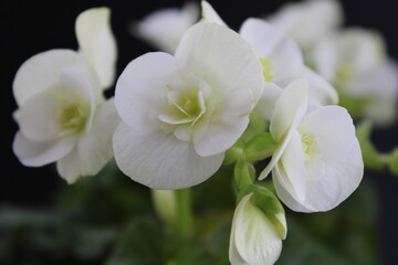Obraz na płótnie Canvas Begonia gracilis is a plant species in the family Begoniaceae. White begonia. 