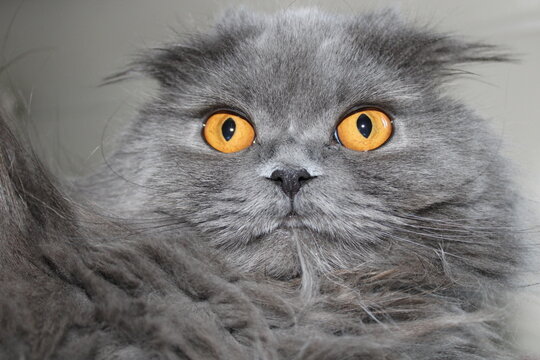 Scottish Fold is a cat breed. It is a cat breed that is generally in shades of gray. cute cat.