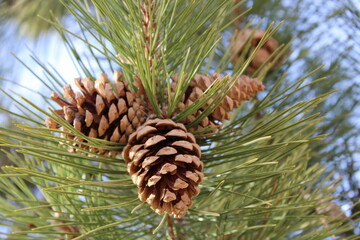 Naklejka na ściany i meble pine cones on a branch
