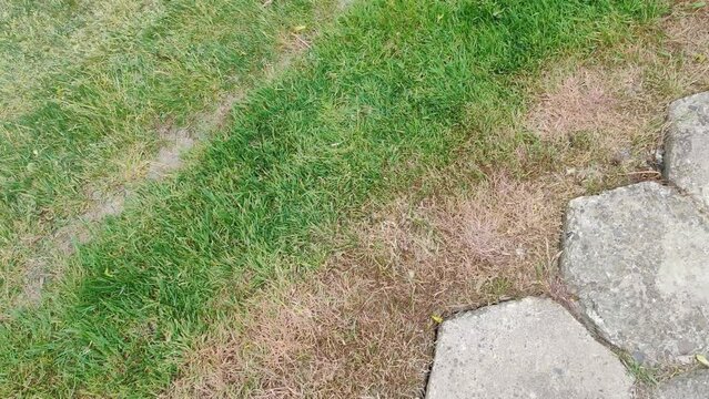 disease cause amount of damage to green lawns, lawn in bad condition. Lawn problem