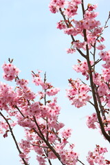 満開の陽光桜　空背景