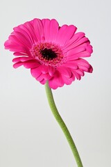 Pink Gerbera