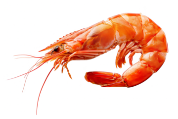 A shrimp is shown in a white background