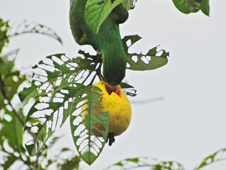 Orange-winged Parrot (Amazona amazonica), hanging upside down from branches to eat the fruit of a...
