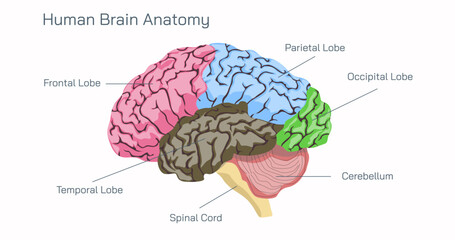 Human Brain Anatomy and How the Brain Works vector illustration. Frontal Lobe, Parietal Lobe, Temporal Lobe, Spinal Cord, Cerebellum, Occipital Lobe - obrazy, fototapety, plakaty