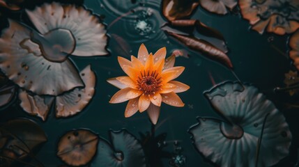 a yellow flower floating on top of a body of water surrounded by lily pads and leaf covered water lilies.