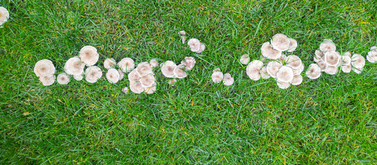 Fungal disease on a grass, bad lawn. Mushroom group in green grass © Sasha