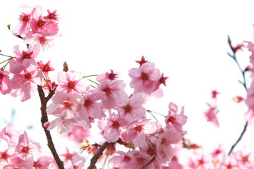 満開の陽光桜のクローズアップ　白背景