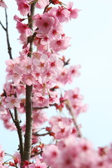 満開の陽光桜のクローズアップ　空背景