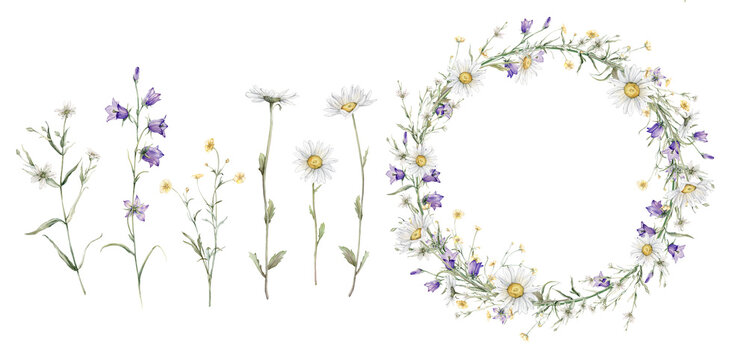 Set of wreath of yellow and white flower and meadow forest flowers. Watercolor hand painting illustration on isolate. Circlet of flowers with chamomile and violet bluebell. Botanical summer wildflower