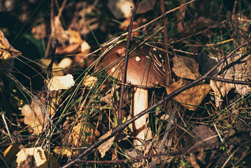 Leccinum scabrum an edible mushroom growing in the wild - 753248133