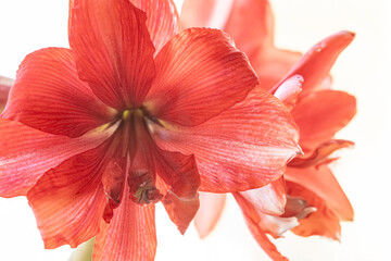 Isolation of Red Amaryllis flower