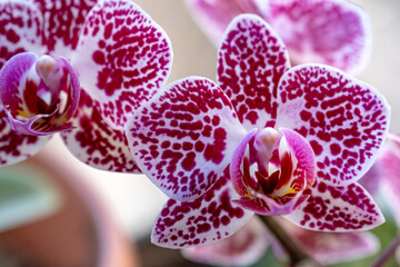 Phalaenopsis Asian Pearl orchid flowers macro