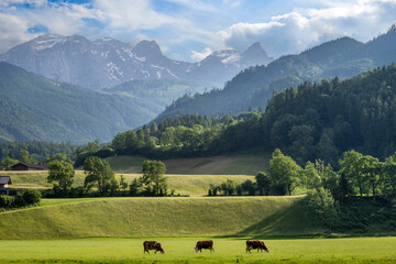 Scenic view of idyllic landscape in the Alps with fresh green meadows - 753248576
