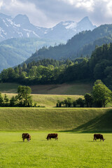 Scenic view of idyllic landscape in the Alps with fresh green meadows - 753248590