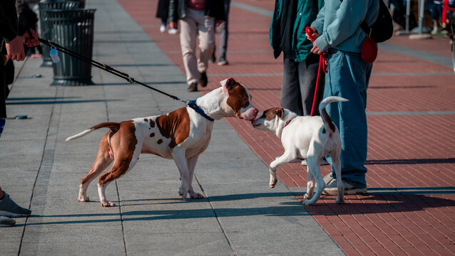 Dogs on a leash sniffing each other on the promenade of the dock in Milan. Navigli. 03-07-2024. Italy