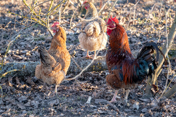 free range chicken in country house yard