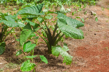 Coco Plant In Garden