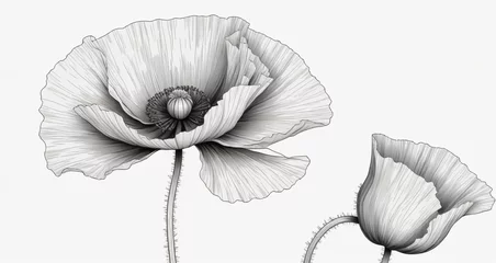 Foto op Plexiglas poppy flower sketch © N