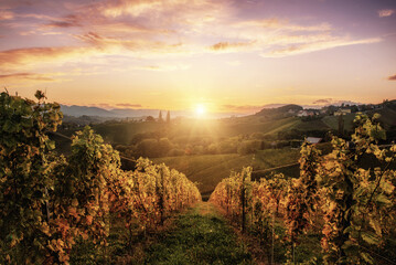 Vineyards row in Slovenia - 753251725