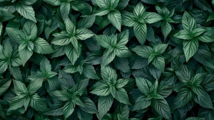  a close up of a green leafy plant with lots of green leaves on the top and bottom of it. - obrazy, fototapety, plakaty