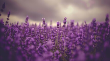  a field of lavender flowers with a cloudy sky in the background and a sunbeam in the middle of the field.