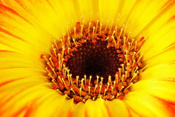 Close-up of a yellow-red gerbera. Full depth of field, central part.