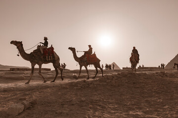 camels of gizeh