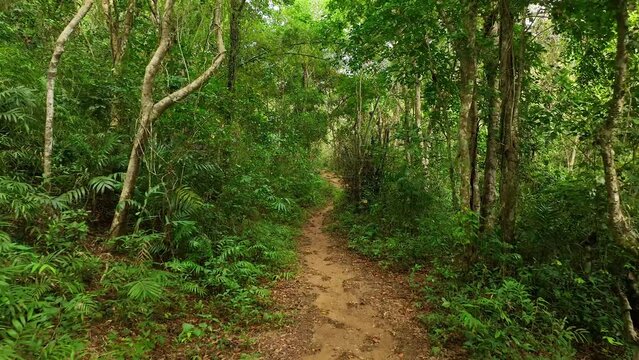 A mysterious path in the middle of a wooden forest in the tropical jungle, surrounded by green bushes, leaves and ferns. Abandoned road in the montane spring and equatorial Jungle in the Philippines