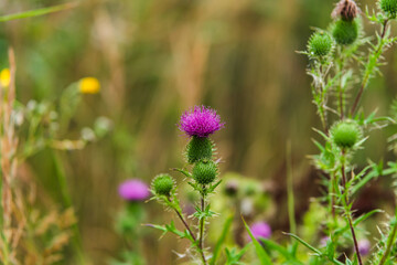 flowers in the field
