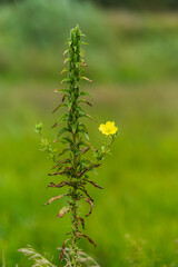 flowers in the field